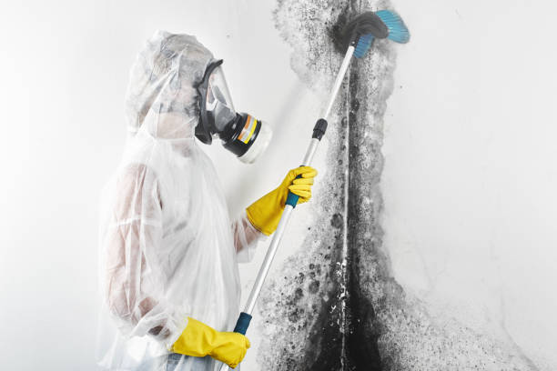 Best Comprehensive Air Testing for Mold Contaminants  in Chamblee, GA